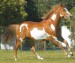 American%20Paint%20Horse.jpg